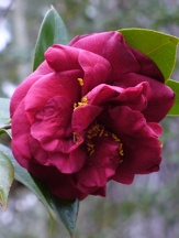 Mrs. Charles Cobb Camellia, Camellia japonica 'Mrs. Charles Cobb'